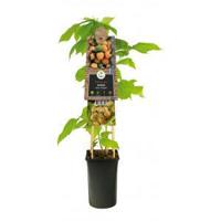 Gele Framboos Rubus Idaeus Fallgold M 75 cm klimplant - thumbnail