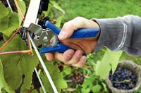 Rapid C85 Hogringen, 5.000 stuks - 40107761 - 40107761 - thumbnail