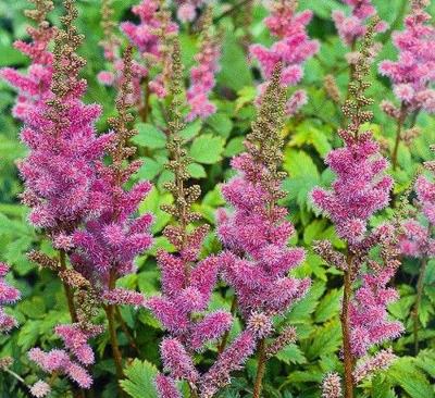 Astilbe chinensis Pumila Samplant - Samplant