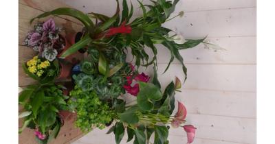 Kamerplantenpakket plantenbox circa 6 tot 10 planten Bloeiend Warentuin Natuurlijk - Warentuin natuurlijk