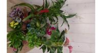 Kamerplantenpakket plantenbox circa 6 tot 10 planten Bloeiend Warentuin Natuurlijk - Warentuin natuurlijk - thumbnail