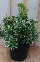 2 stuks! Pieris witbont Groen 30 cm Warentuin Natuurlijk - Warentuin natuurlijk - thumbnail