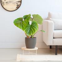 Philodendron Plowmanii - P15 - thumbnail