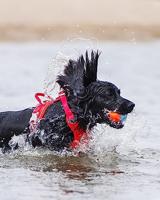 CHUCKIT AMPHIBIOUS BAL 6,5X6,5X6,5 CM 3 ST - thumbnail