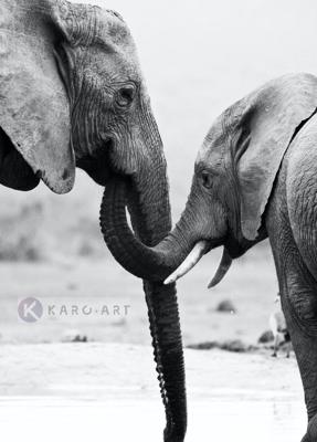 Schilderij - Olifant met kind , Grijs wit , 3 maten , Wanddecoratie