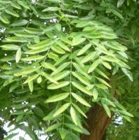 Honingboom - thumbnail