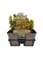 Kardinaalsmuts (euonymus fortunei "Emerald 'n Gold") bodembedekker - 6-pack - 1 stuks - thumbnail