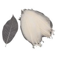 Magnolia Bladskeletten, 50st. - thumbnail