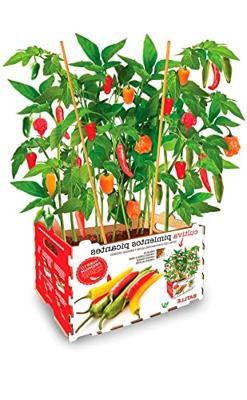 Kweekset Batlle Pepers Pikant 30 x 19,5 x 16,2 cm