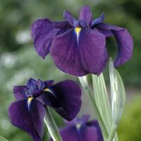 Bonte Japanse iris (Iris ensata “Variegata”) moerasplant (6-stuks) - thumbnail