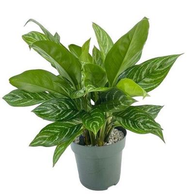 Aglaonema Stripes Potmaat 27 H60-70 kamerplant Beautanic Lifestyle - Beautanic lifestyle