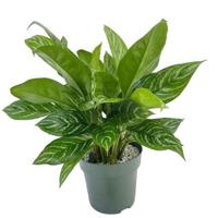 Aglaonema Stripes Potmaat 27 H60-70 kamerplant Beautanic Lifestyle - Beautanic lifestyle - thumbnail