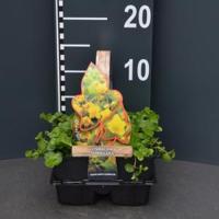Penningkruid (lysimachia nummularia) bodembedekker - 4-pack - 1 stuks - thumbnail