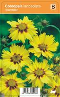 Vips Coreopsis lanceolata Sterntaler - Meisjesogen - thumbnail