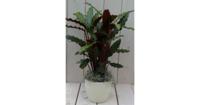 Calathea rood blad creme pot 40 cm Warentuin Natuurlijk - Warentuin natuurlijk - thumbnail