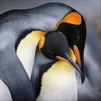 Pinguïns Kalender 2026 - thumbnail