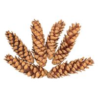 Colorations - natuurlijke strobuskegels, 6st. - thumbnail