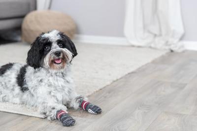 Sokken Trixie Grijs S/M Hond