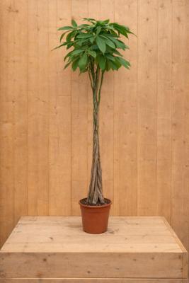 Geldboom Pachira Aquatica potmaat 26 cm H140-160 cm kamerplant Warentuin Natuurlijk - Warentuin natuurlijk