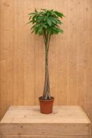 Geldboom Pachira Aquatica potmaat 26 cm H140-160 cm kamerplant Warentuin Natuurlijk - Warentuin natuurlijk - thumbnail