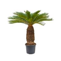 Cycas Palm revoluta stam XXL kamerplant - thumbnail