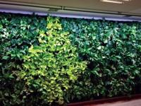 Linear langwerpige kweeklamp led wit 60 graden 20w 60 cm BTT & Parus - Btt - thumbnail