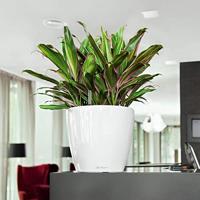 Jardiniere - Classico premium LS 28 - Complete set - Glanzend wit - 7 L - LECHUZA - thumbnail