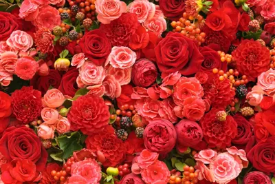 Alexsar Art Tuinschilderij rode rozen 130x70cm