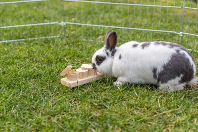 Trixie snack cups voor ratten en konijnen hout