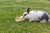 Trixie snack cups voor ratten en konijnen hout - thumbnail