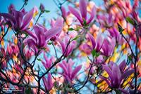 Lensbaby Twist 60 Optic - thumbnail