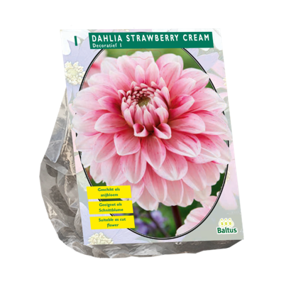 Bloembollen Dahlia Decoratief Strawberry Cream 1 stuk Baltus - Baltus