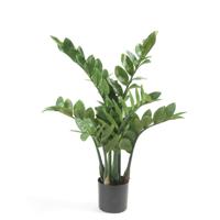 Zamioculcas x7 70 cm/116lvs Emerald - Emerald - thumbnail