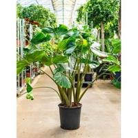 Alocasia stingray M kamerplant - thumbnail