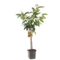 Kersenboom Prunus avium Biggareau Napoleon - thumbnail