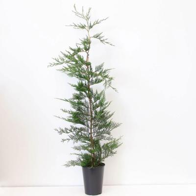 Cupressocyparis leylandii 150-200 cm Conifeer Leylandcipres Warentuin Natuurlijk - Warentuin natuurlijk