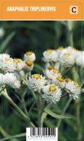 Vips Anaphalis triplinervis - Siberisch edelweiss - thumbnail
