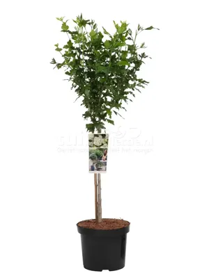 Hibiscus White Chiffon