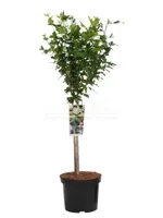 Hibiscus White Chiffon - thumbnail