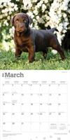 Labrador Retriever Bruin Puppies Kalender 2026 - thumbnail