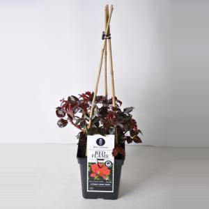 Klimroos (rosa "Red Flame"®) - C5 - 1 stuks