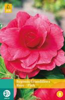 Begonia Grandiflora Roze Bloembol JUB 3 bollen - Jub - thumbnail