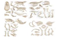 Wetenschapsspel Clementoni Proies et prédateurs FR - thumbnail