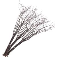 Berkentakken, L: 50-60 cm, 20 stuk/ 1 doos - thumbnail