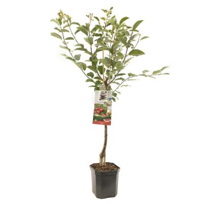 Prunus cerasus Morel Zure kers laagstam fruitplant Fruithof - Fruithof