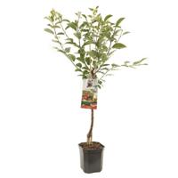 Prunus cerasus Morel Zure kers laagstam fruitplant Fruithof - Fruithof - thumbnail