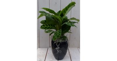 Calathea groen blad zwarte/antraciete hoge pot 50 cm Warentuin Natuurlijk - Warentuin natuurlijk