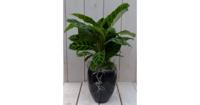 Calathea groen blad zwarte/antraciete hoge pot 50 cm Warentuin Natuurlijk - Warentuin natuurlijk - thumbnail