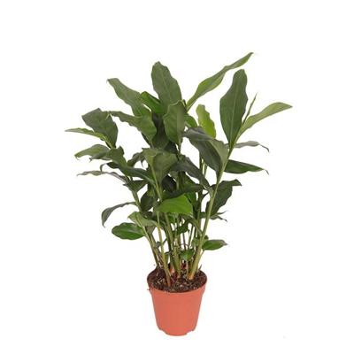 Kardemom (Elettaria Cardamomum) - P 12 cm Kardemom (Elettaria Cardamomum) - P 12 cm