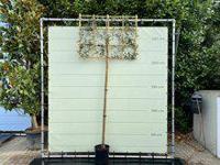Quercus Ilex std Espalier, hoogte 230 cm - thumbnail